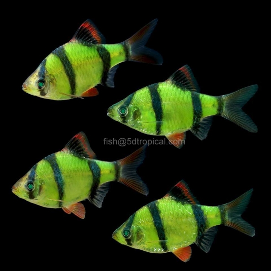 Picture of GLOFISH(R) BARB-ELECTRIC GREEN(R)(NO PR) 