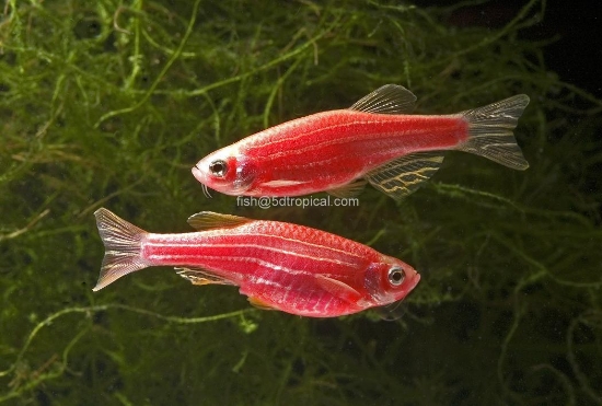 Picture of GLOFISH DANIO-STARFIRE RED(R)