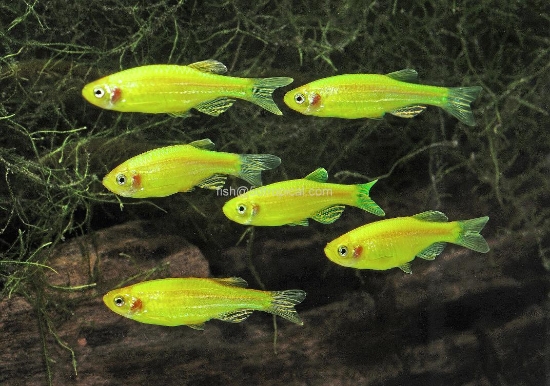 Picture of GLOFISH(R)DANIO- ELECTRIC GREEN(R)  