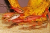 Picture of BARB-CHERRY BARB              