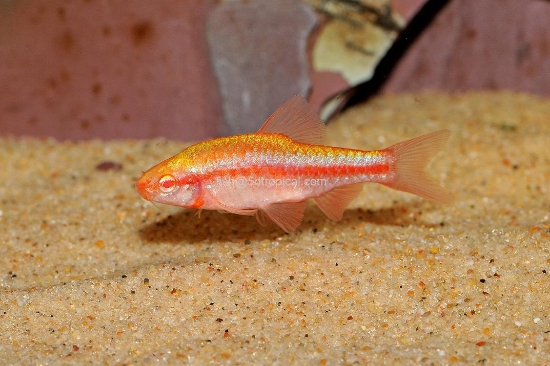 Picture of BARB-ALBINO CHERRY 