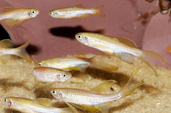 Picture of DANIO-LONGFIN LEOPARD      