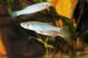 Picture of DANIO-PEARL      