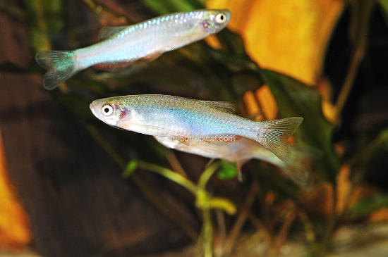 Picture of DANIO-PEARL      