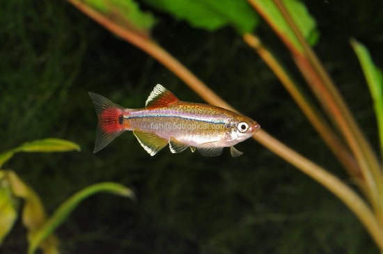 Picture of DANIO-WHITE CLOUD-(MOUNTAIN MINNOW)         