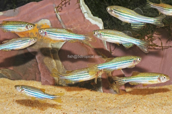 Picture of ZEB DANIO                