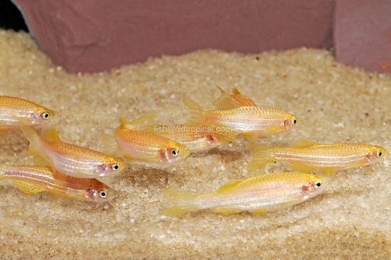 Picture of DANIO-GOLD ZEBRA  