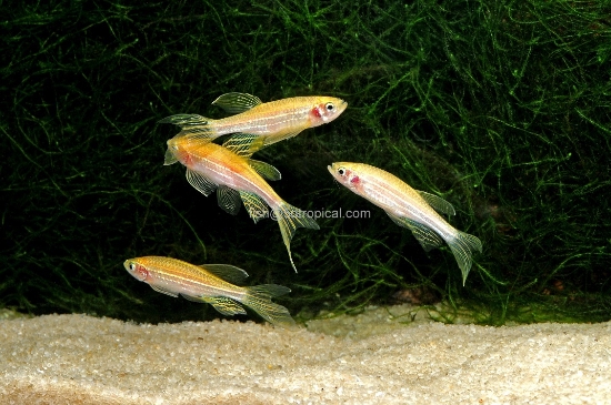 Picture of DANIO-LONGFIN GOLD ZEB DANIO         