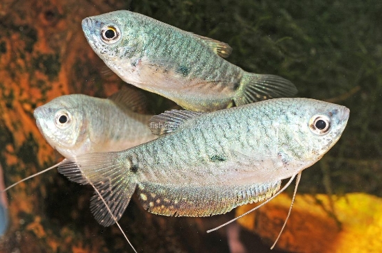 Picture of GOURAMI-BLUE               