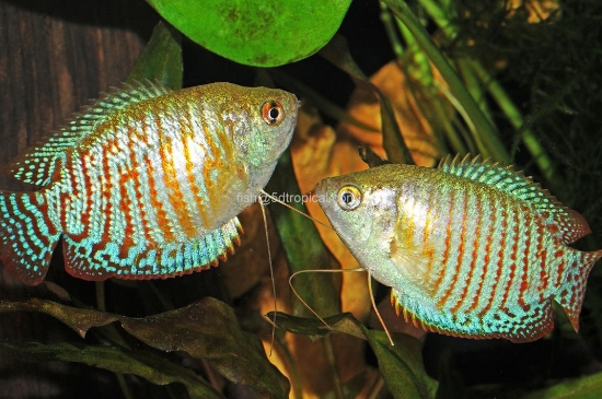 Picture of GOURAMI DWARF GOUR MALE       