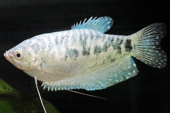 Picture of GOURAMI-OPALINE               