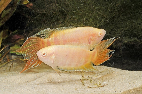 Picture of GOURAMI-ALBINO PARADISE LG        