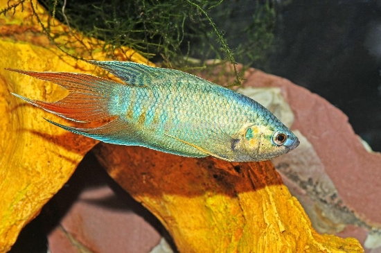 Picture of GOURAMI BLUE PARADISE (FL)   