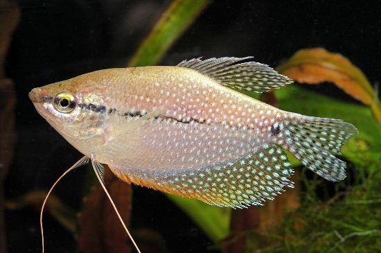 Picture of GOURAMI-PEARL              