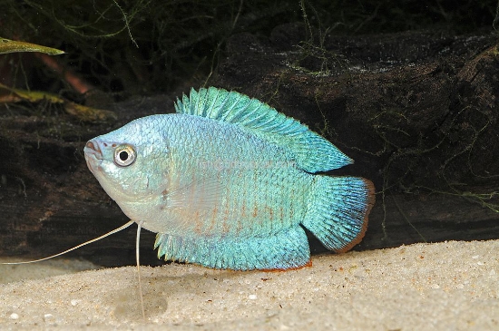 Picture of GOURAMI-POWDER BLUE DWARF        