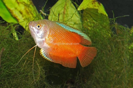 Picture of GOURAMI-RED FIRE MALE       