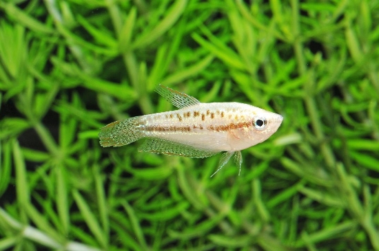 Picture of GOURAMI-SPARKLING (PYGMY)           