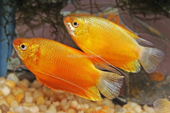 Picture of GOURAMI-SUNSET THICKLIP        