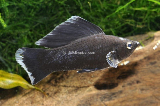 Picture of MOLLY-BLACK SAILFIN LRG-        