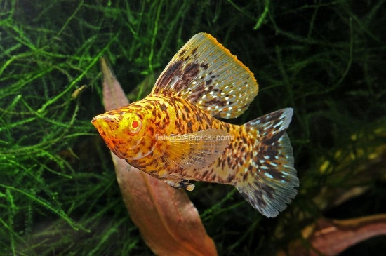 Picture of MOLLY-CHOCOLATE SAILFIN LG       