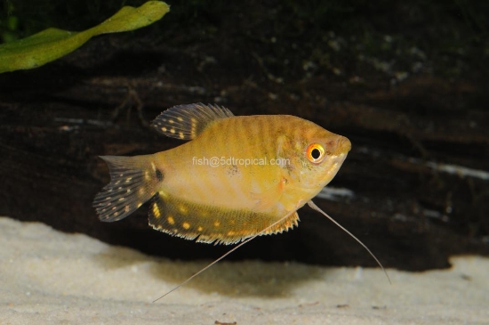 Picture of GOURAMI-GOLD (FL)        