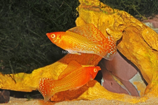 Picture of MOLLY-GOLD SAILFIN LRG-             