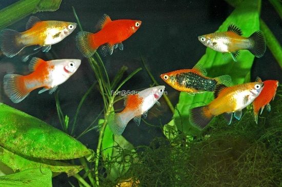 Picture of PLATY-ASSORTED  LG