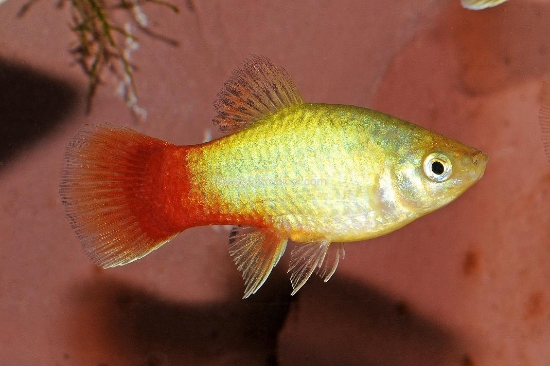 Picture of PLATY-DAWN      