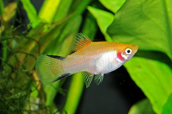 Picture of PLATY-GOLD TWIN BAR LG-        