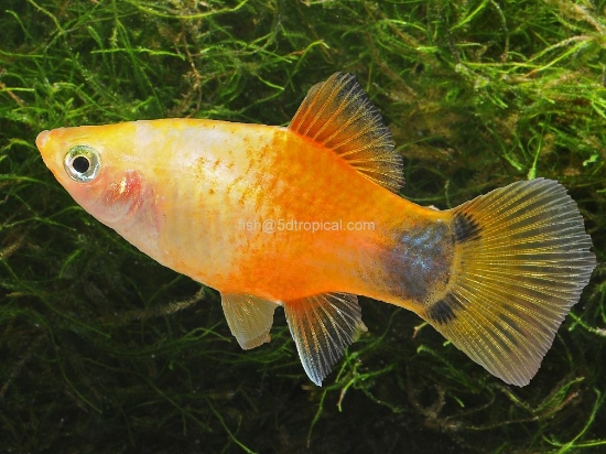 Picture of PLATY-GOLD MICK MOUSE LG-   