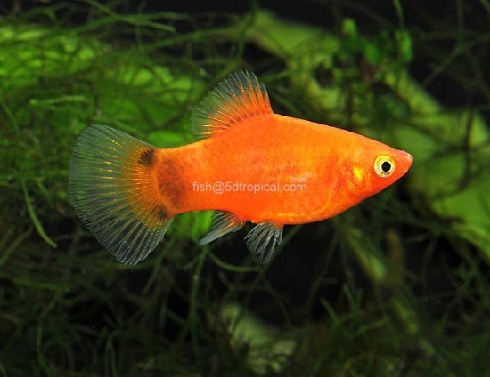 Picture of PLATY-RED MICK MOUSE 