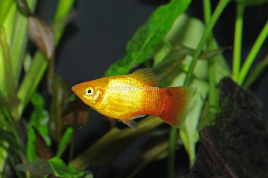 Picture of PLATY-SUNSET MICK MOUSE