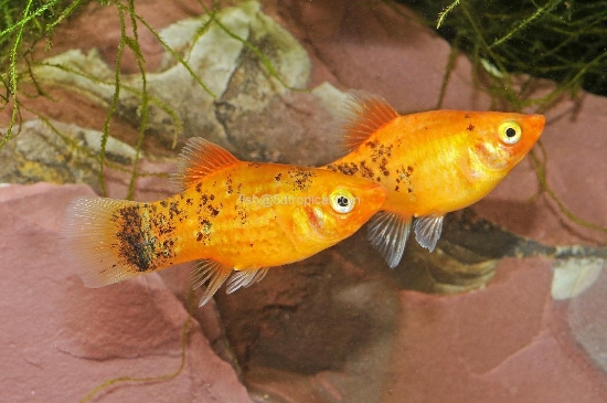 Picture of PLATY-PAINT       