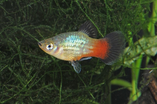 Picture of PLATY-RAINBOW  