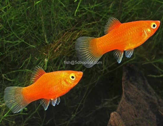 Picture of PLATY-RED      