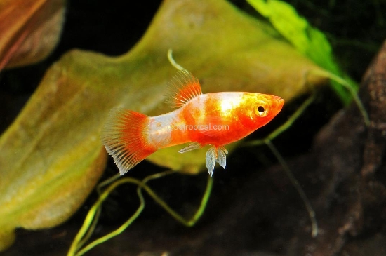 Picture of PLATY-RED TIGER          