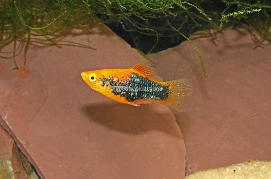 Picture of PLATY-RED TUX  