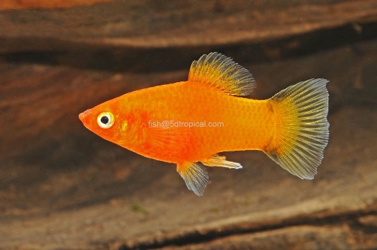 Picture of PLATY-RED TWIN BAR  