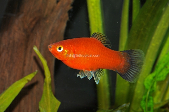 Picture of PLATY-RED WAG       