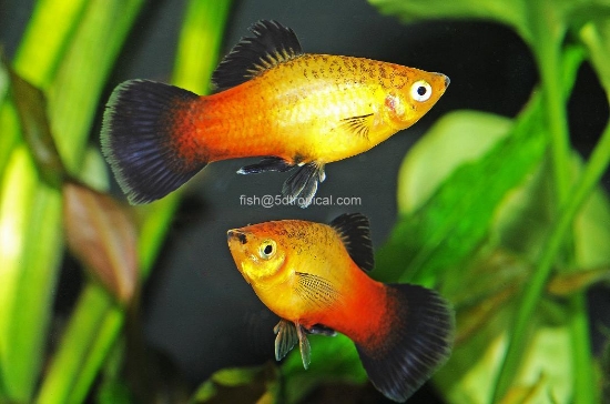 Picture of PLATY-SUNSET WAG  