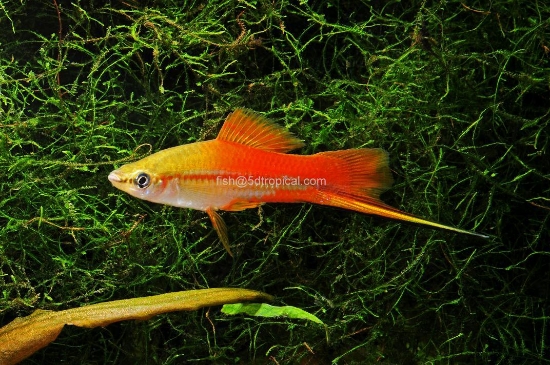 Picture of PINE SWORD-              