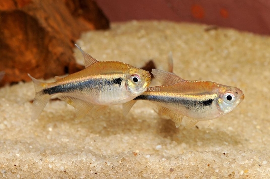Picture of TETRA-BLACK NEON