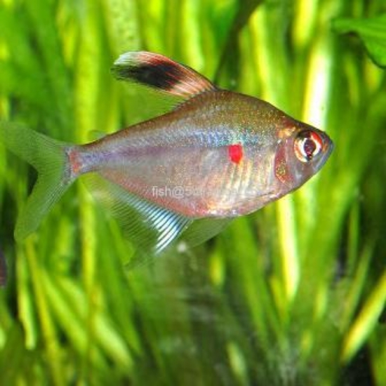 Picture of SOUTH AMERICAN TETRA- BLEEDING HEART MD   