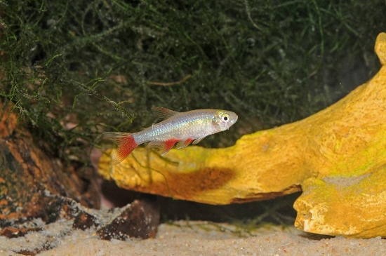 Picture of TETRA-BLOODFIN  