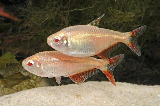 Picture of TETRA-ALBINO BUENOS AIRES   