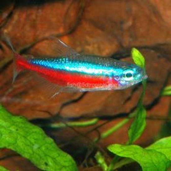 Picture of SOUTH AMERICAN TETRA - CARDINAL M/L T.R (FL BRED)