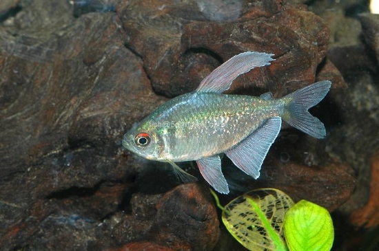 Picture of TETRA-DIAMOND           