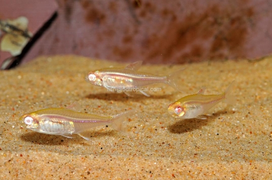 Picture of TETRA-ALBINO GLOWLITE