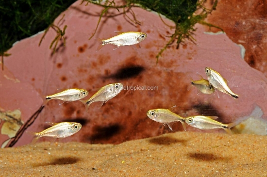 Picture of SOUTH AMERICAN TETRA-GOLD TETRA REG