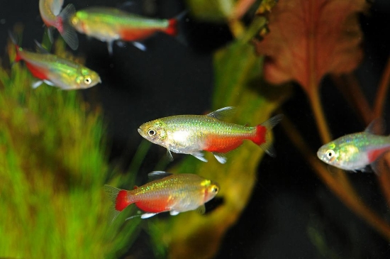 Picture of TETRA-GREEN FIRE          